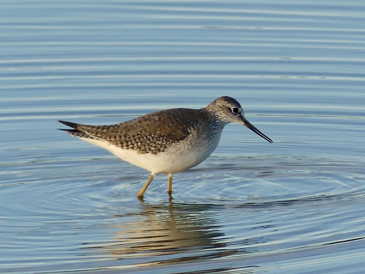 Petit Chevalier - ML646849060