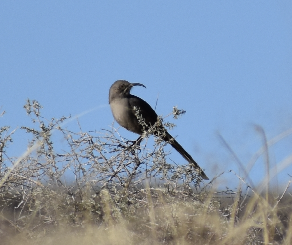 Crissal Thrasher - ML646849061