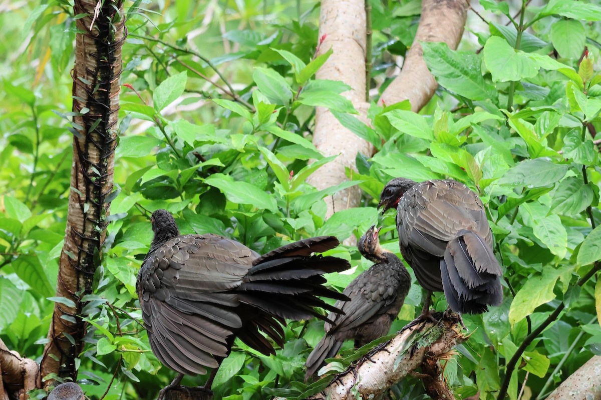 Dusky-legged Guan - ML646849062
