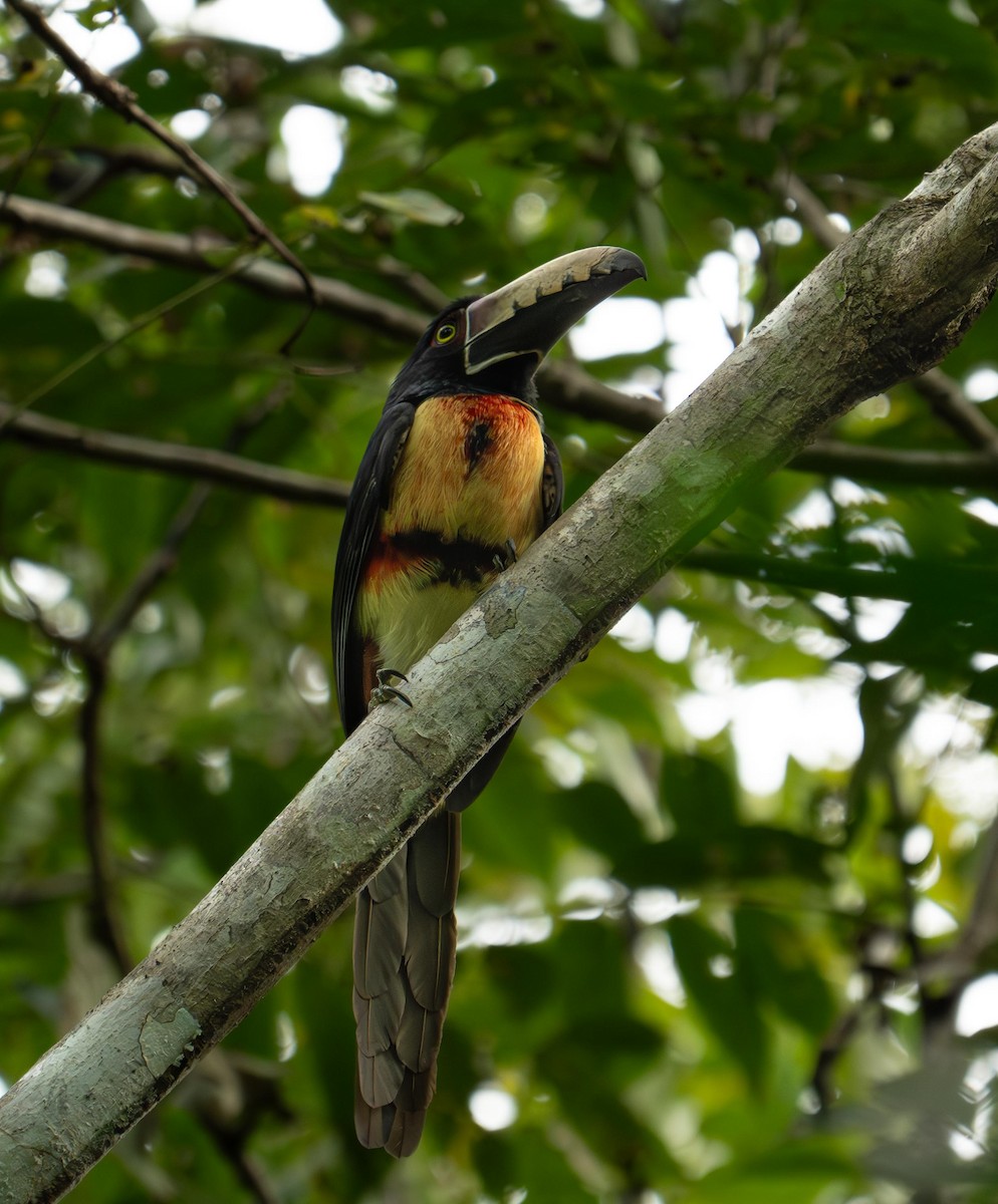 Collared Aracari - ML646849065