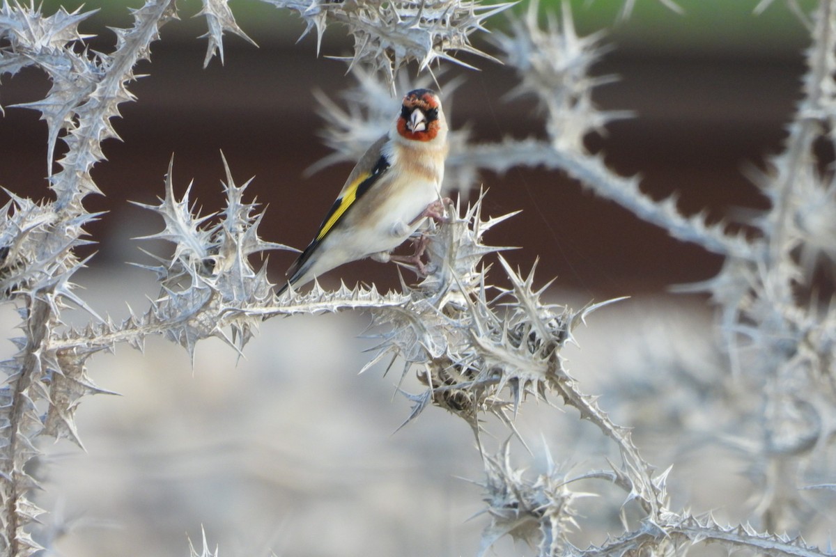 Cardellino - ML646849067