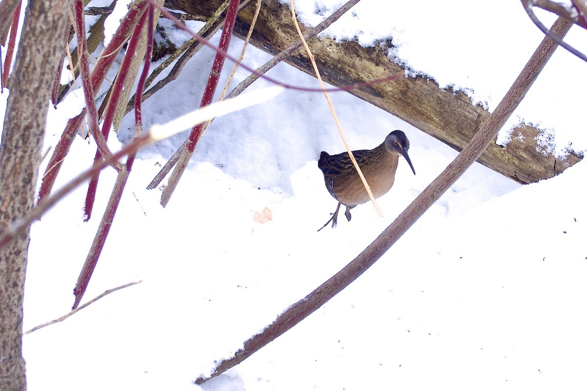 Râle de Virginie - ML646849074