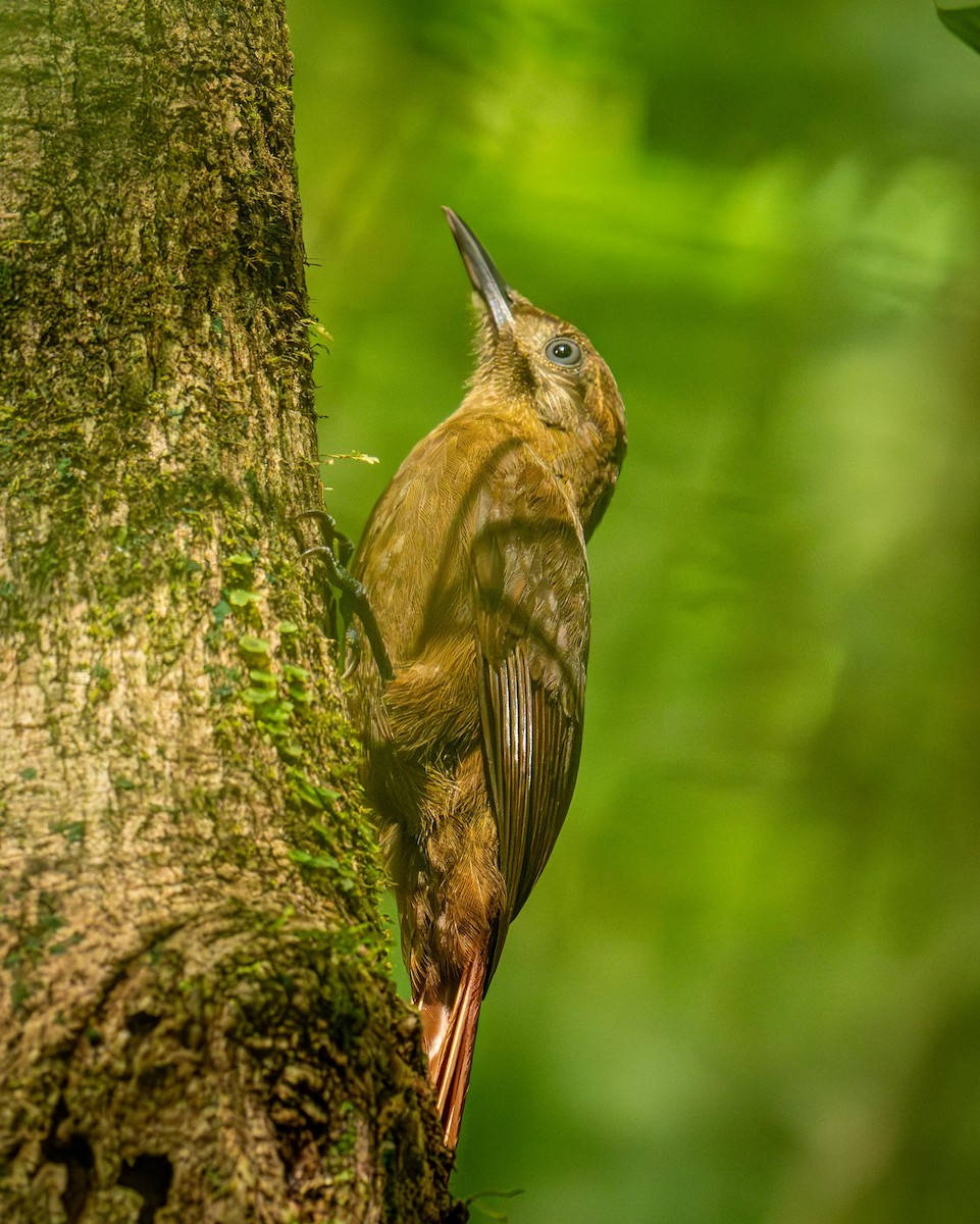 Plain-brown Woodcreeper - ML646849075