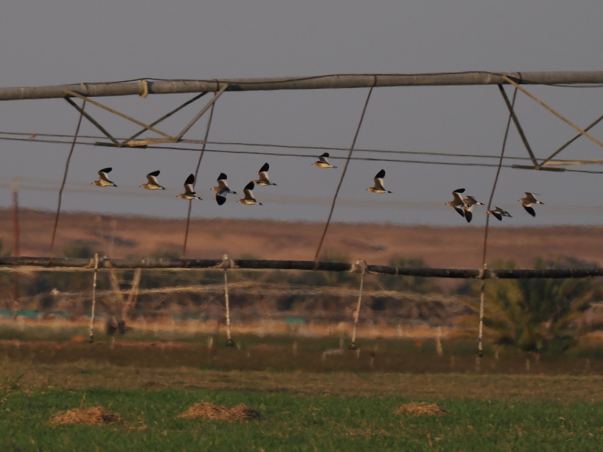 Vanneau sociable - ML646849076