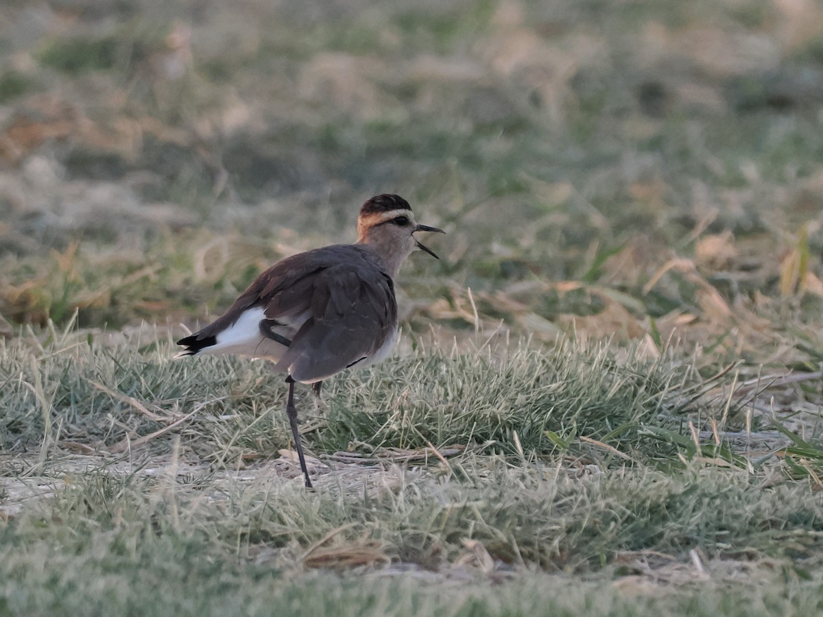 Vanneau sociable - ML646849077