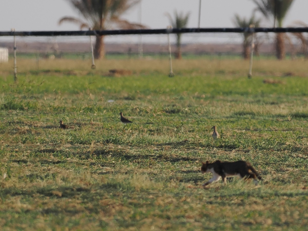 Vanneau sociable - ML646849078