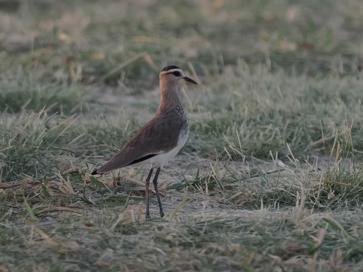 Vanneau sociable - ML646849079