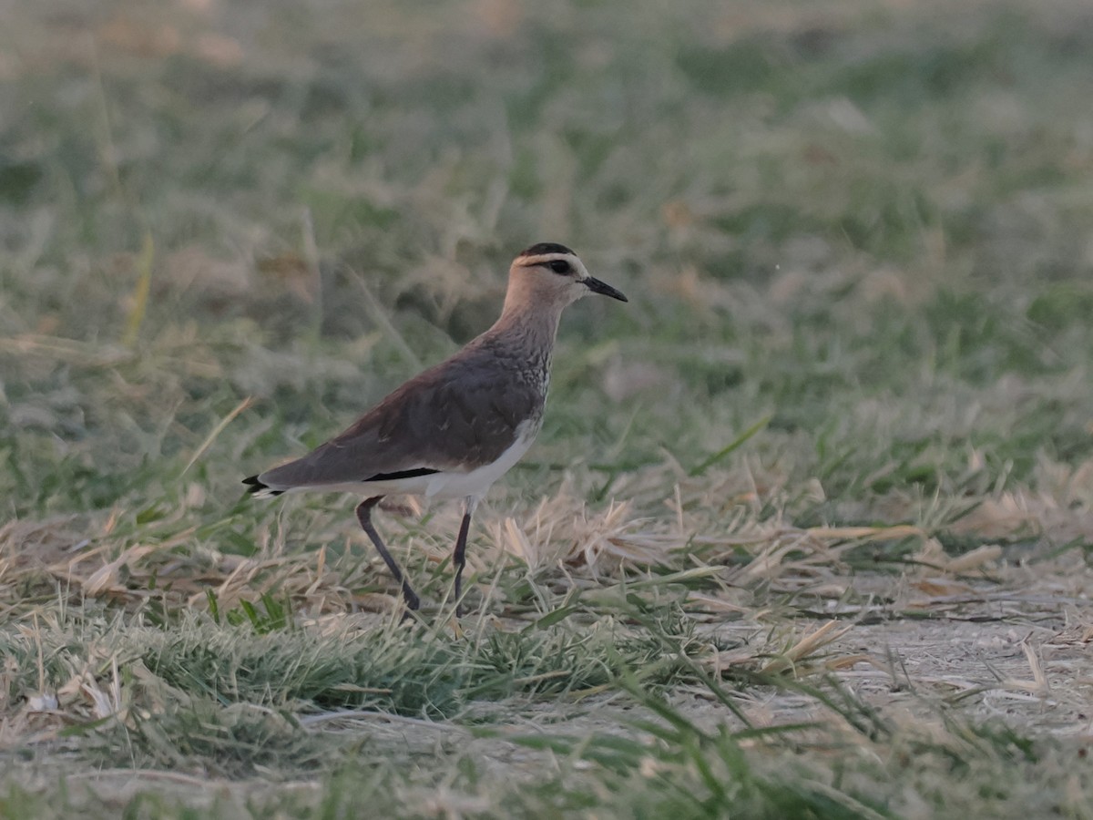 Vanneau sociable - ML646849080