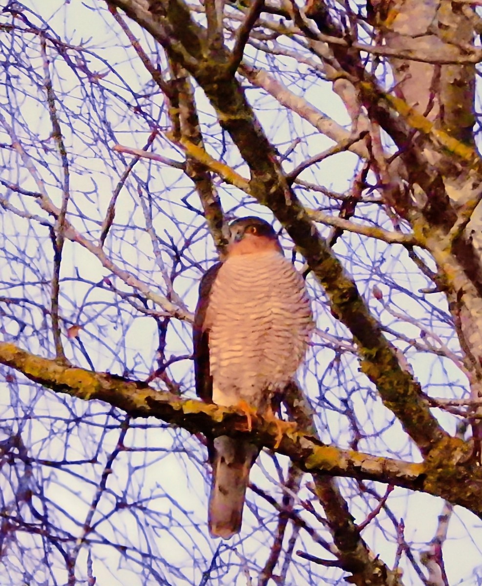 Eurasian Sparrowhawk - ML646849082