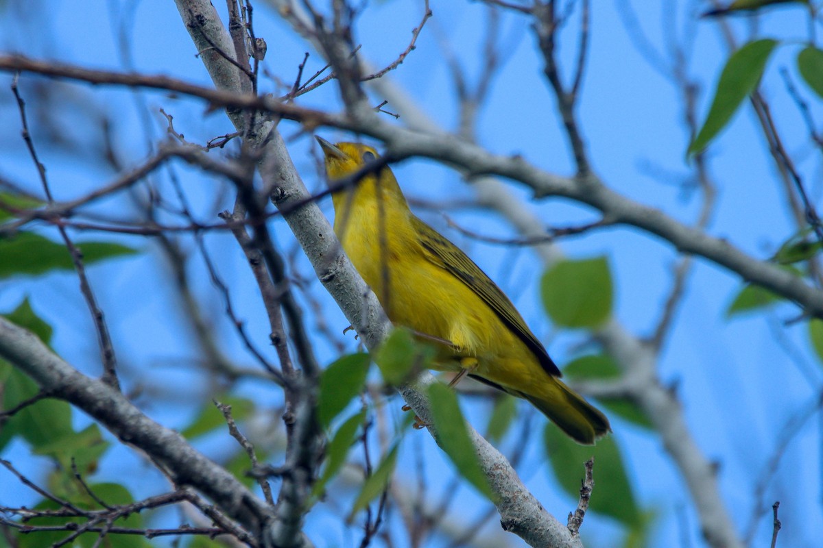 Northern Yellow Warbler - ML646849083