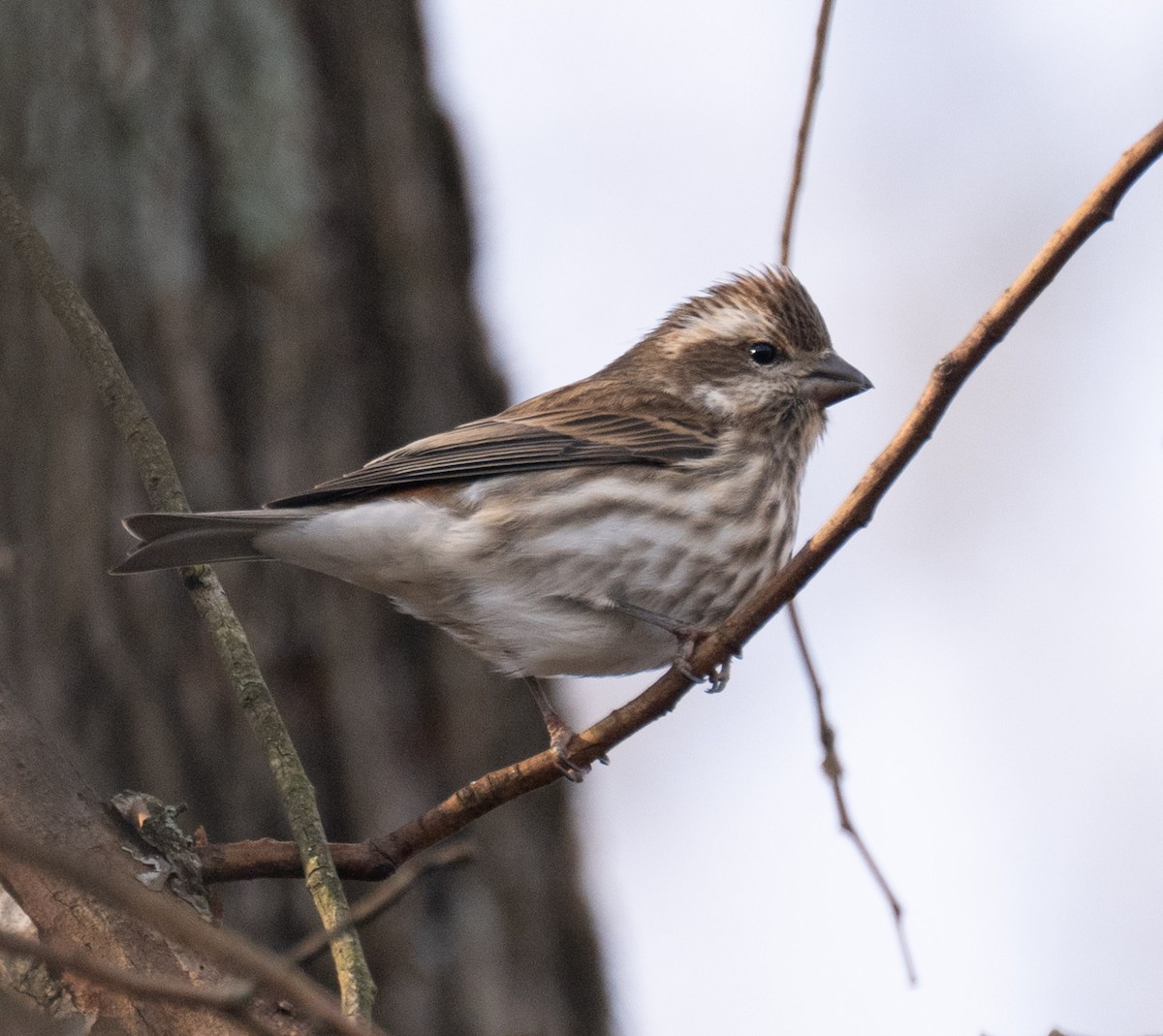 Purple Finch - ML646849084
