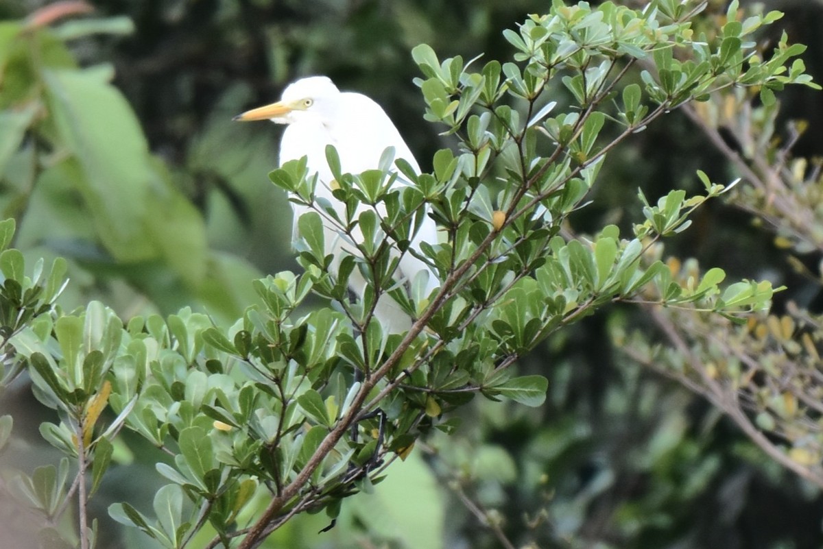 Medium Egret - ML646849085