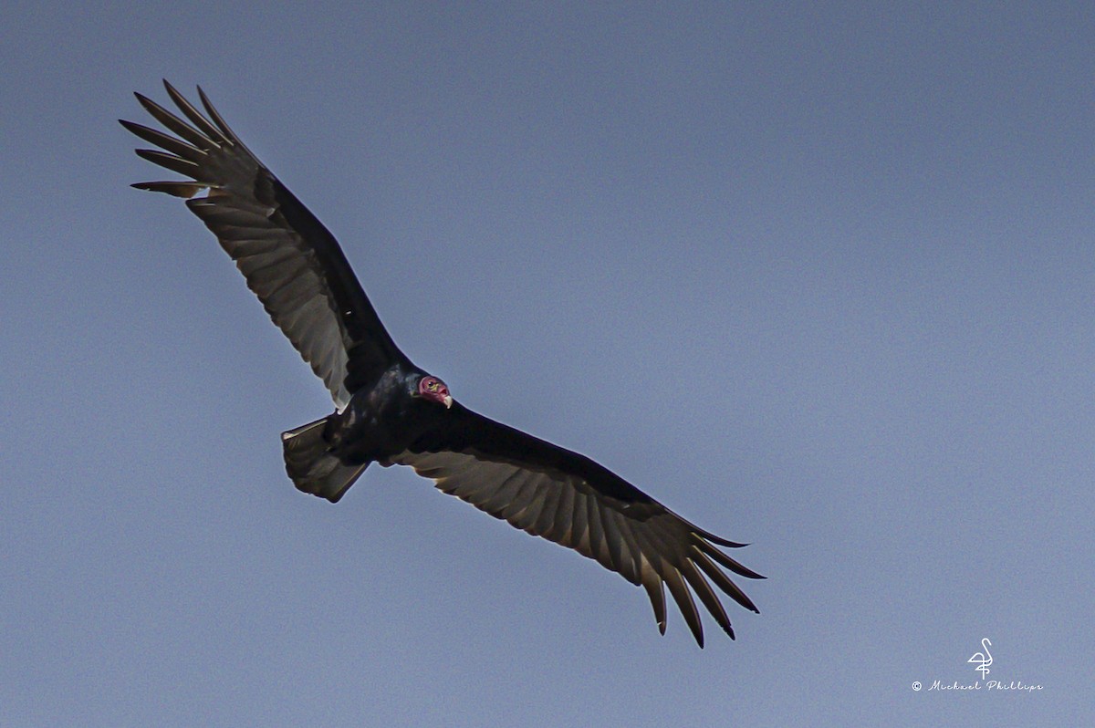 Turkey Vulture - ML646849090