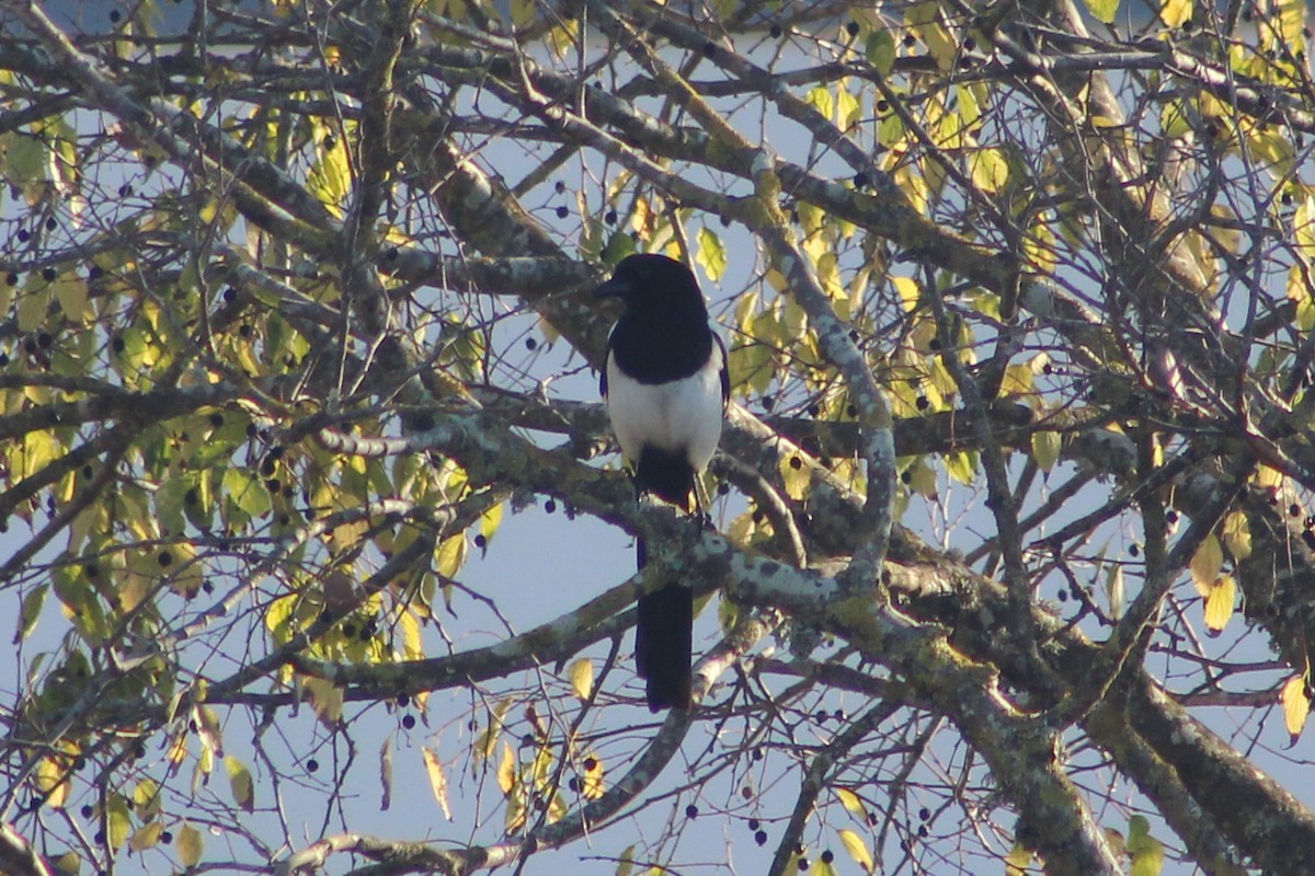 Eurasian Magpie - ML646849091
