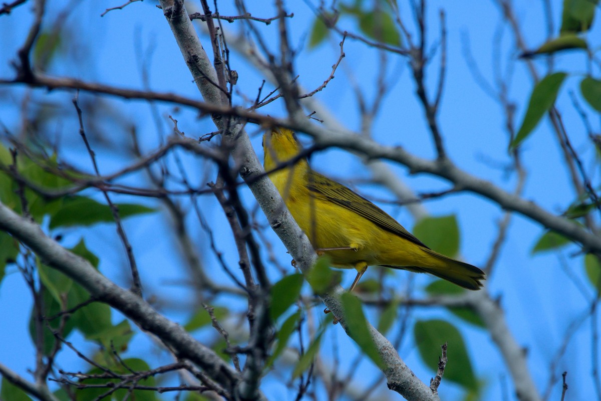 Northern Yellow Warbler - ML646849092