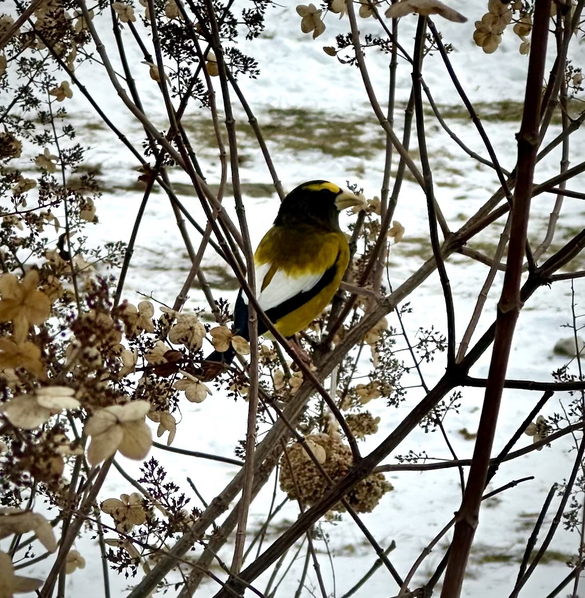 Picogordo Vespertino - ML646849093