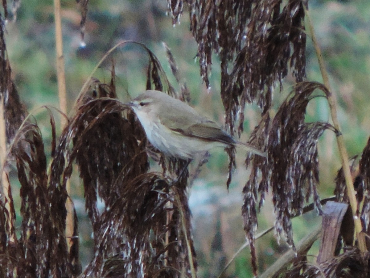 Common Chiffchaff - ML646849094
