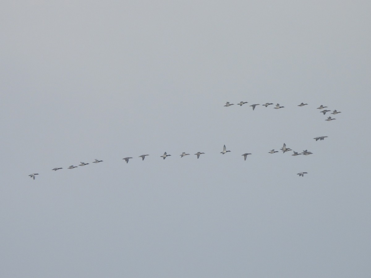 Canvasback - ML646849096