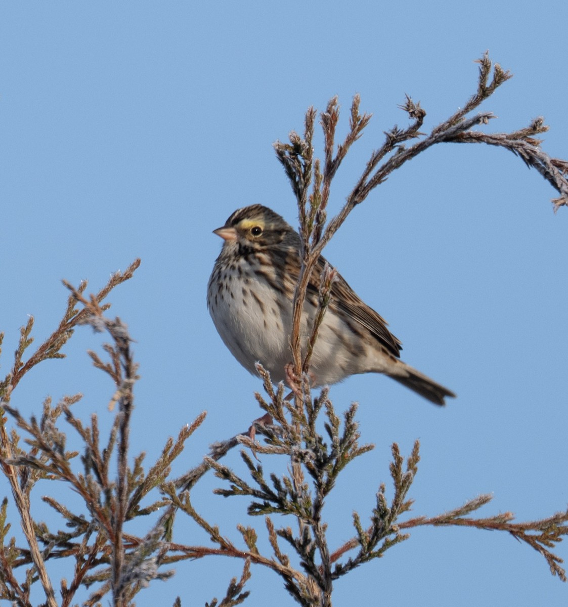 Savannah Serçesi - ML646849098