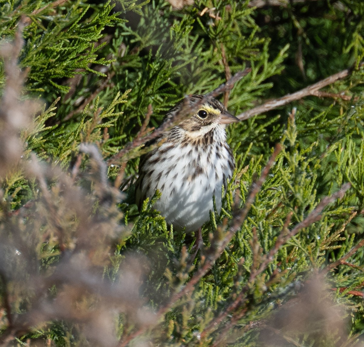 Savannah Serçesi - ML646849099