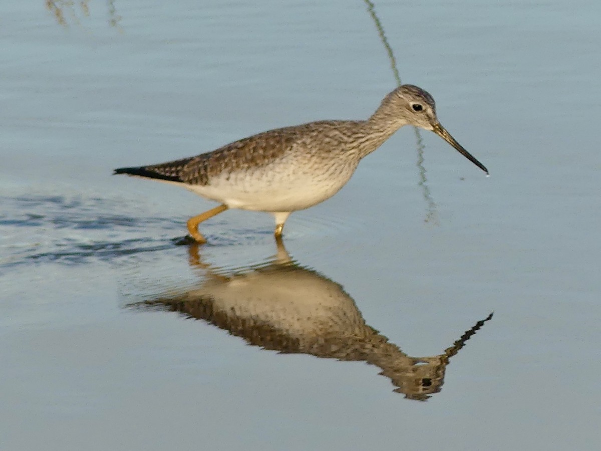 Grand Chevalier - ML646849102