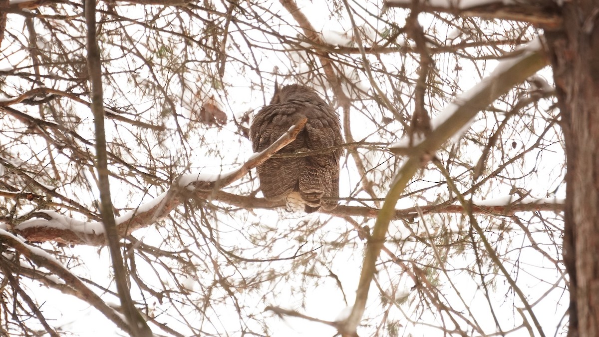 Great Horned Owl - ML646849111