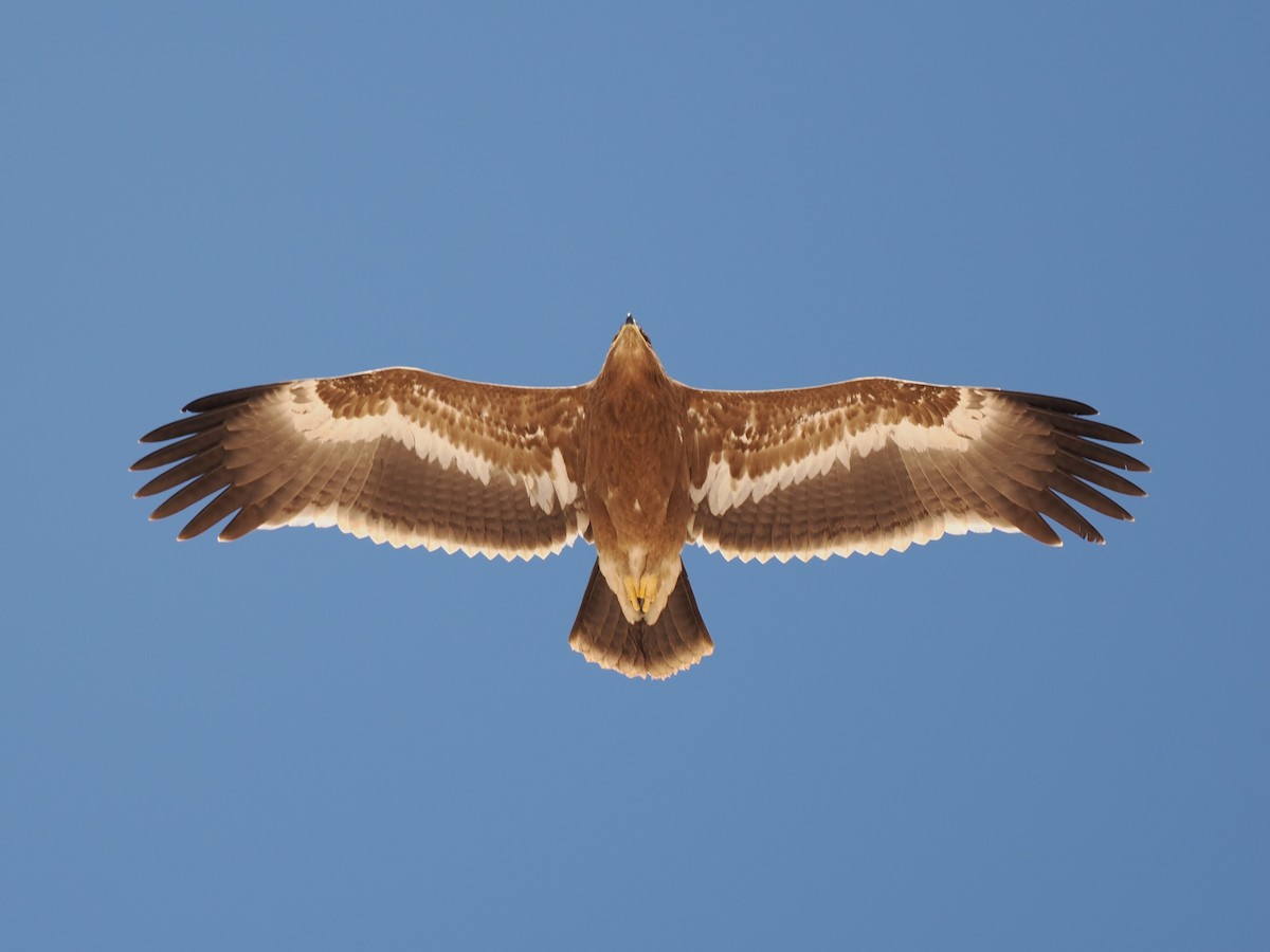 Steppenadler - ML646849113