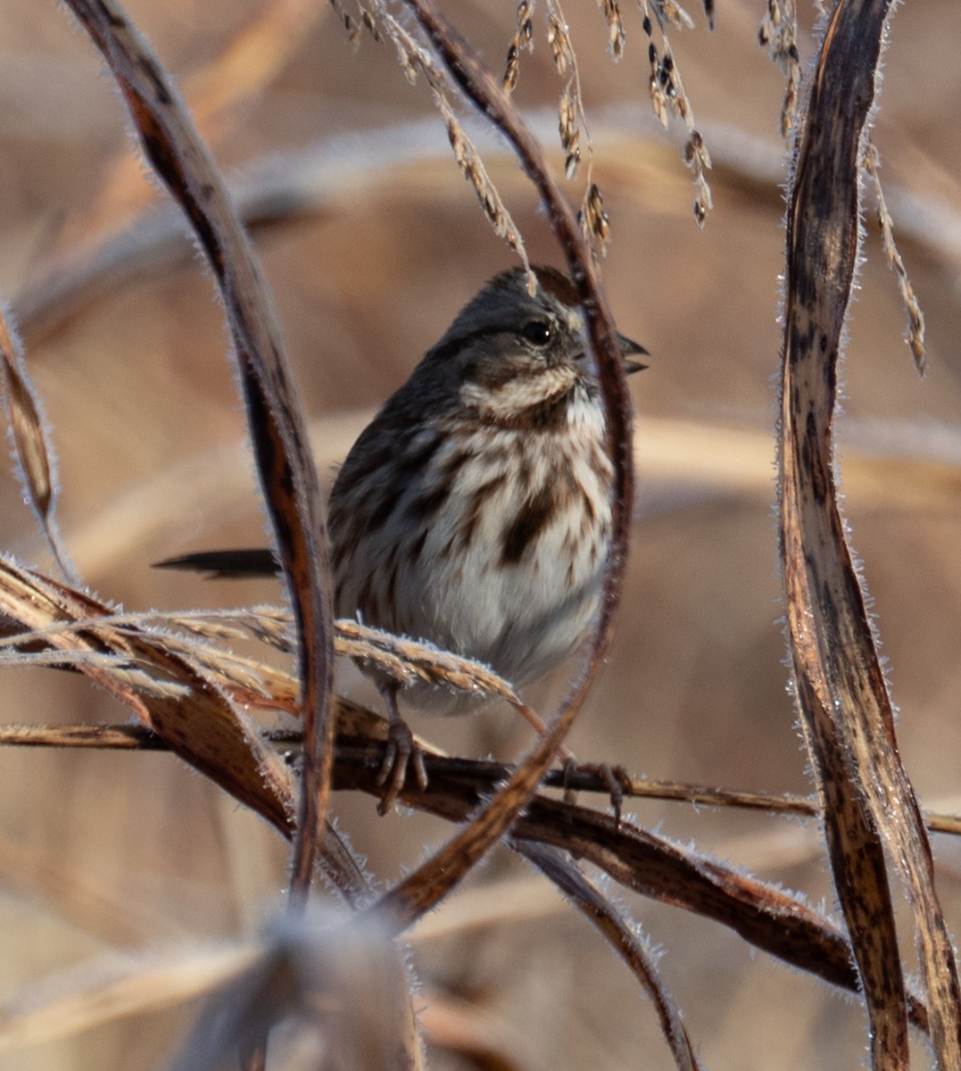 Ötücü Serçe - ML646849114