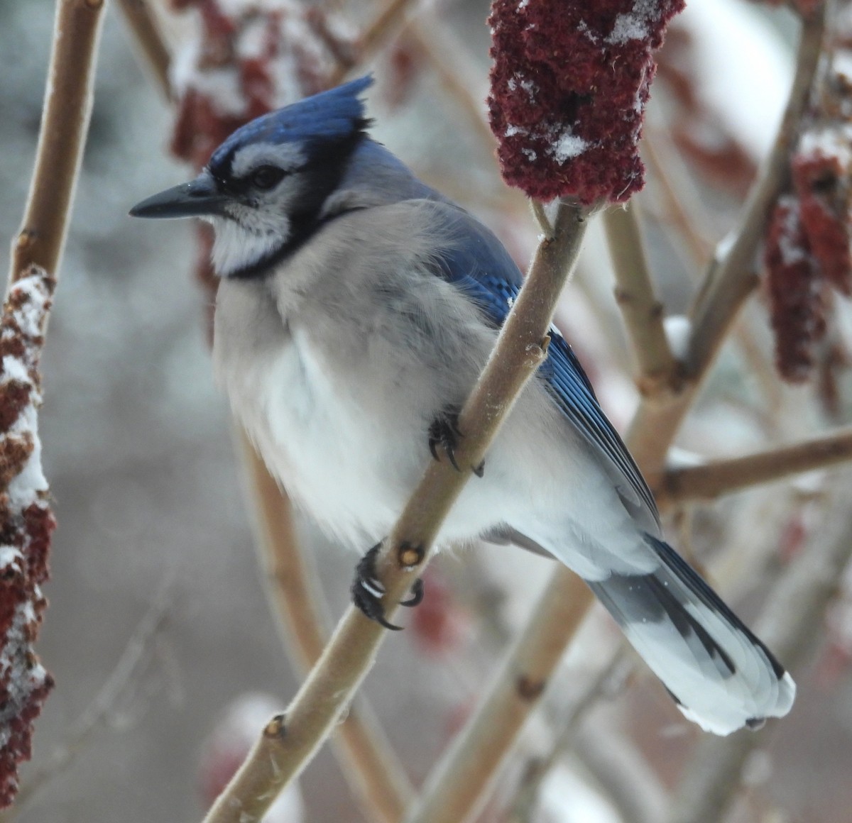 Mavi Karga - ML646849115