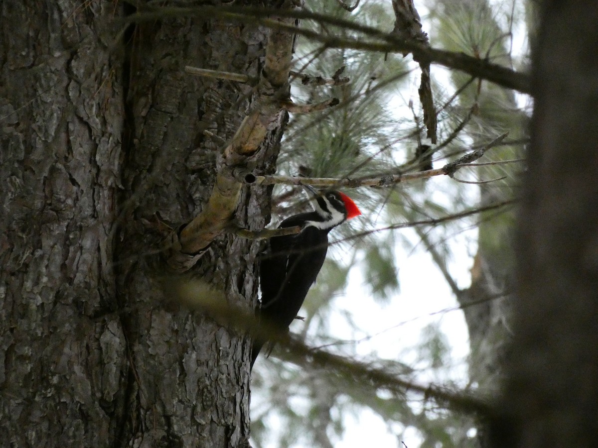 Pileated Woodpecker - ML646849118
