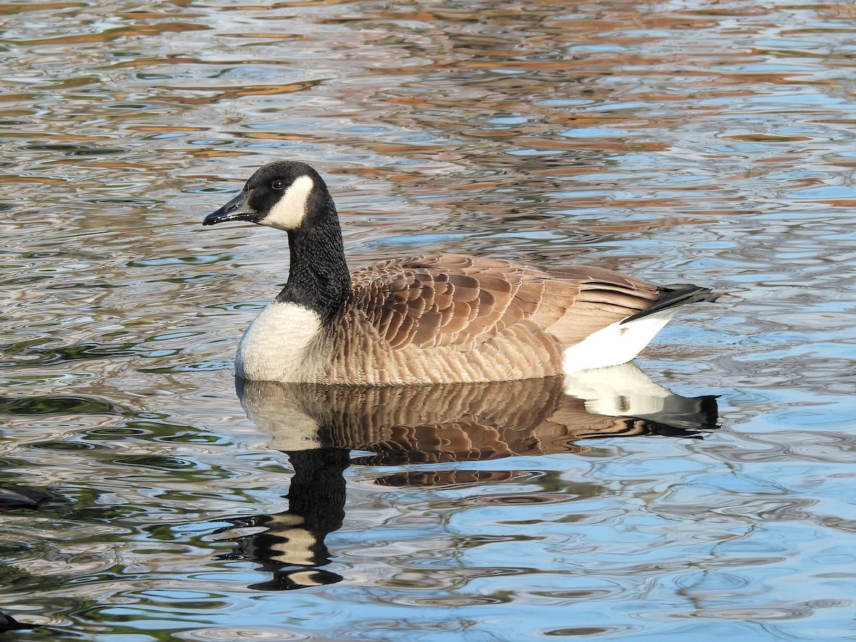 カナダガン - ML646849119