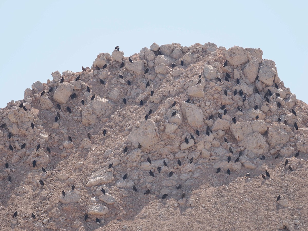 Aigle des steppes - ML646849120