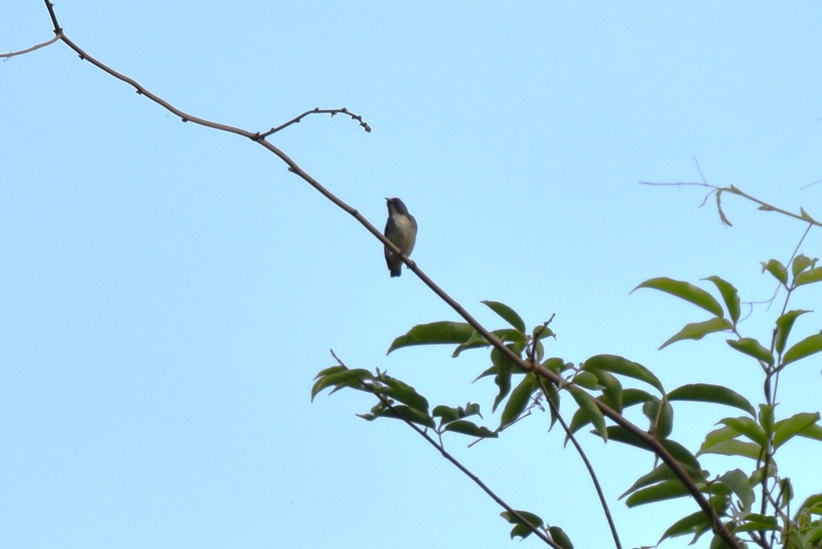 Dicée à dos rouge - ML646849122