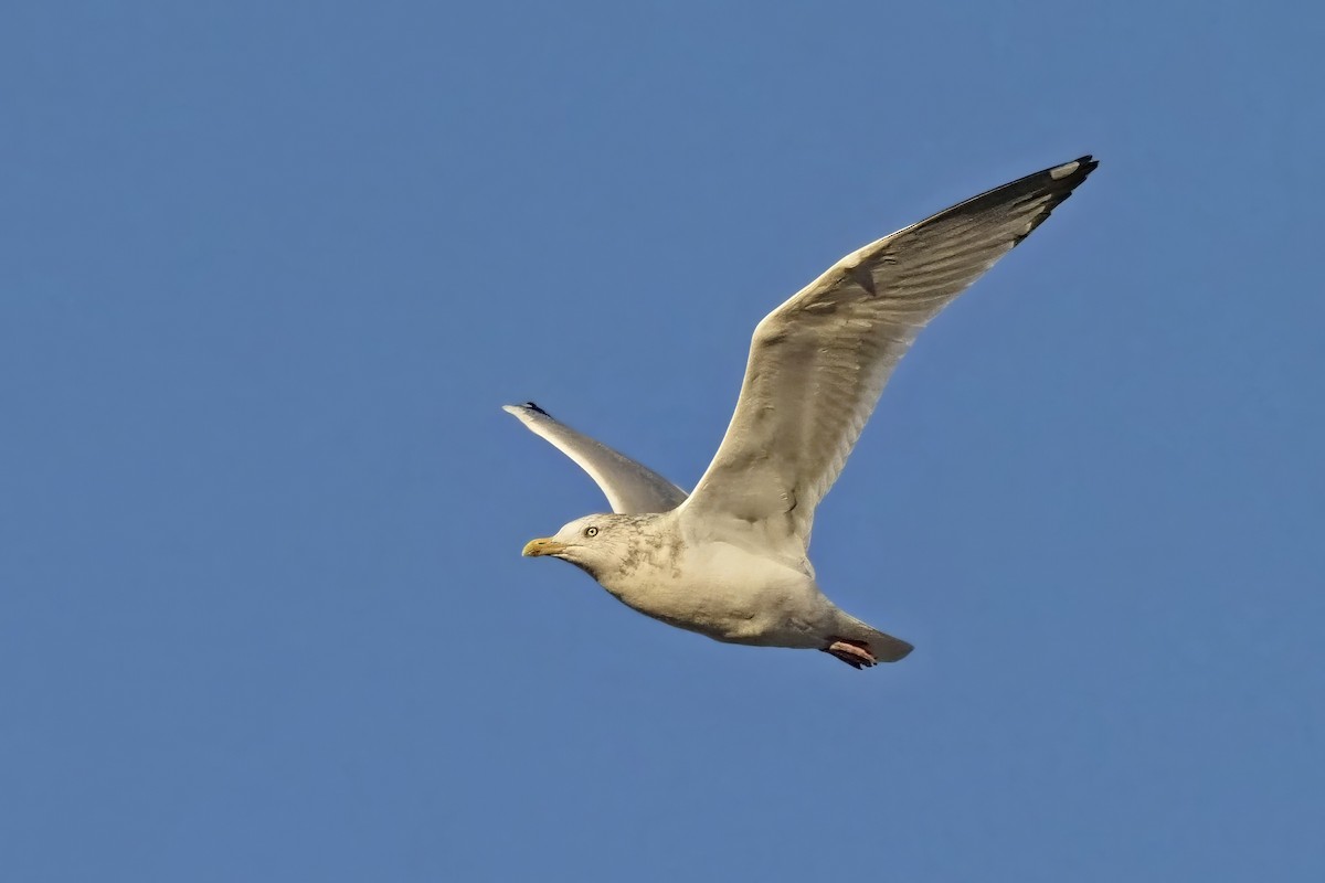 Goéland hudsonien - ML646849123