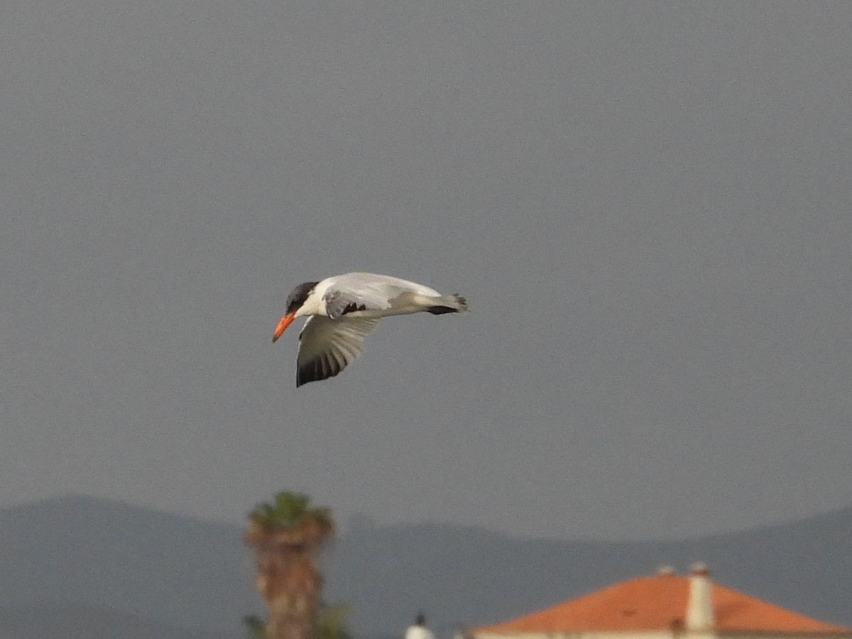 Sterne caspienne - ML646849124