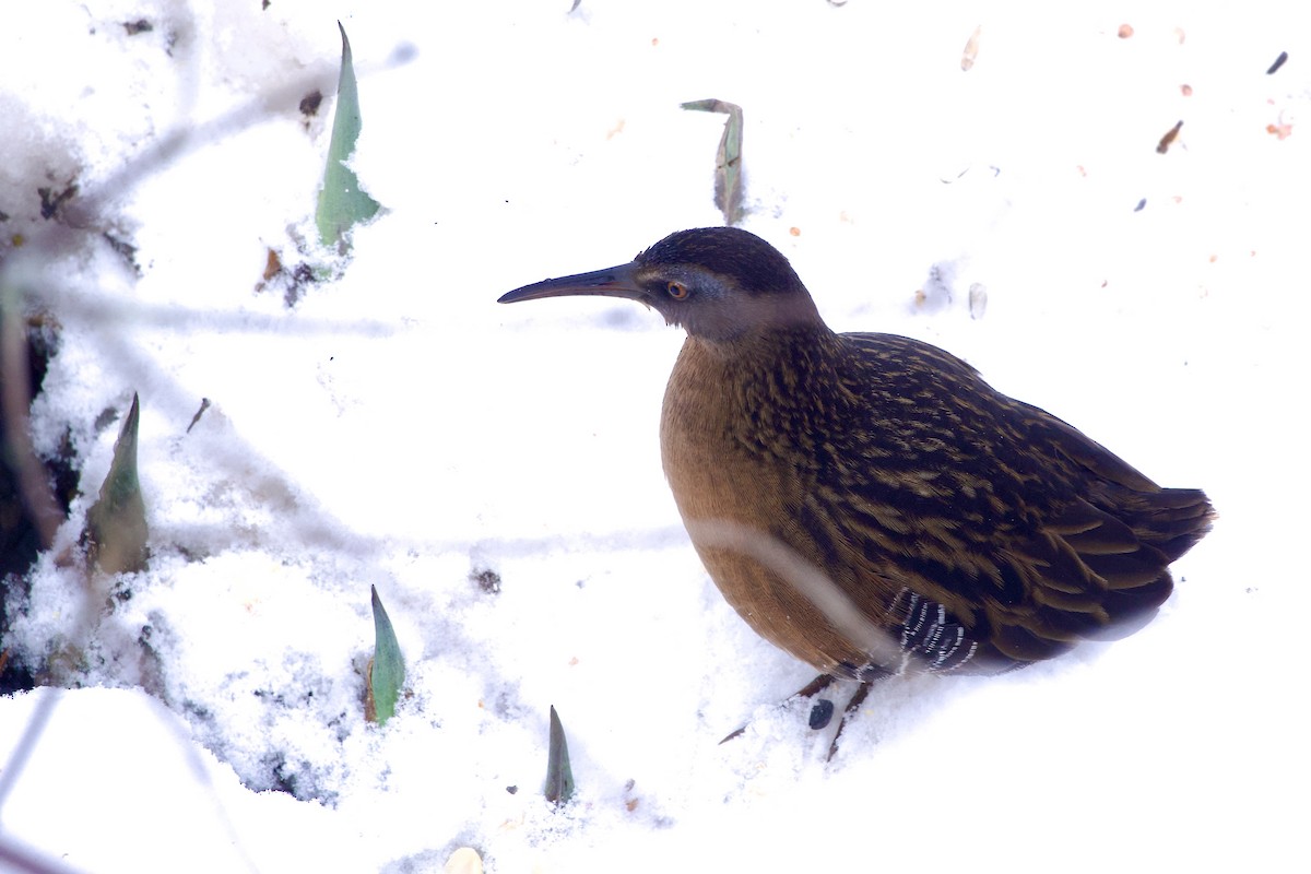 Râle de Virginie - ML646849125