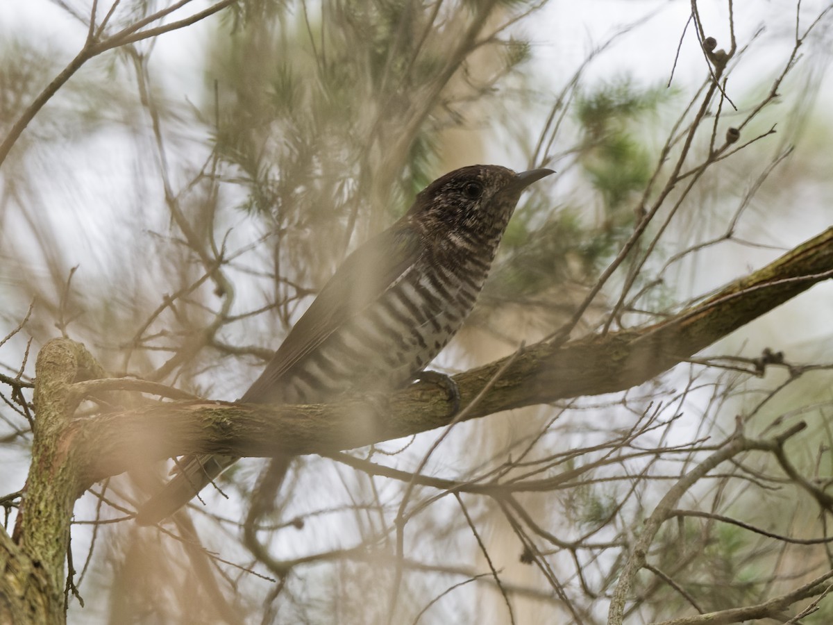 Coucou éclatant (plagosus) - ML646849126