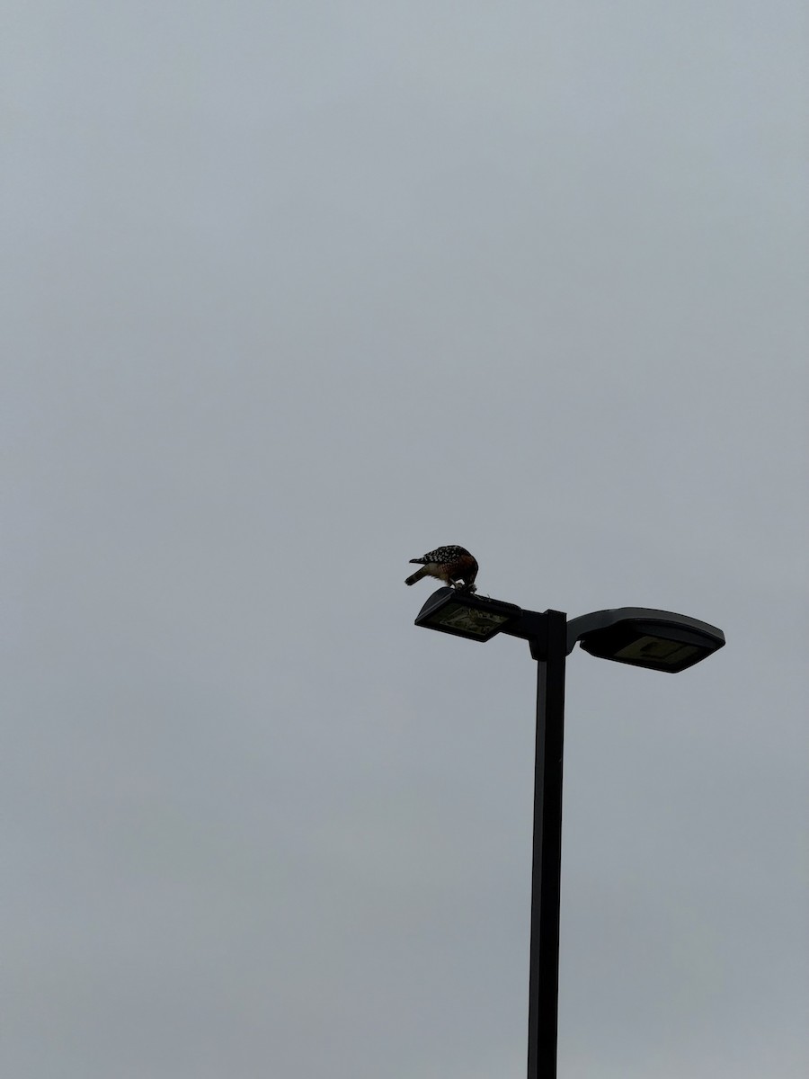 Buse à épaulettes - ML646849130