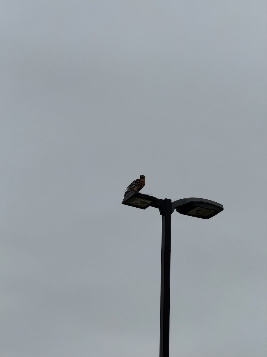 Buse à épaulettes - ML646849131