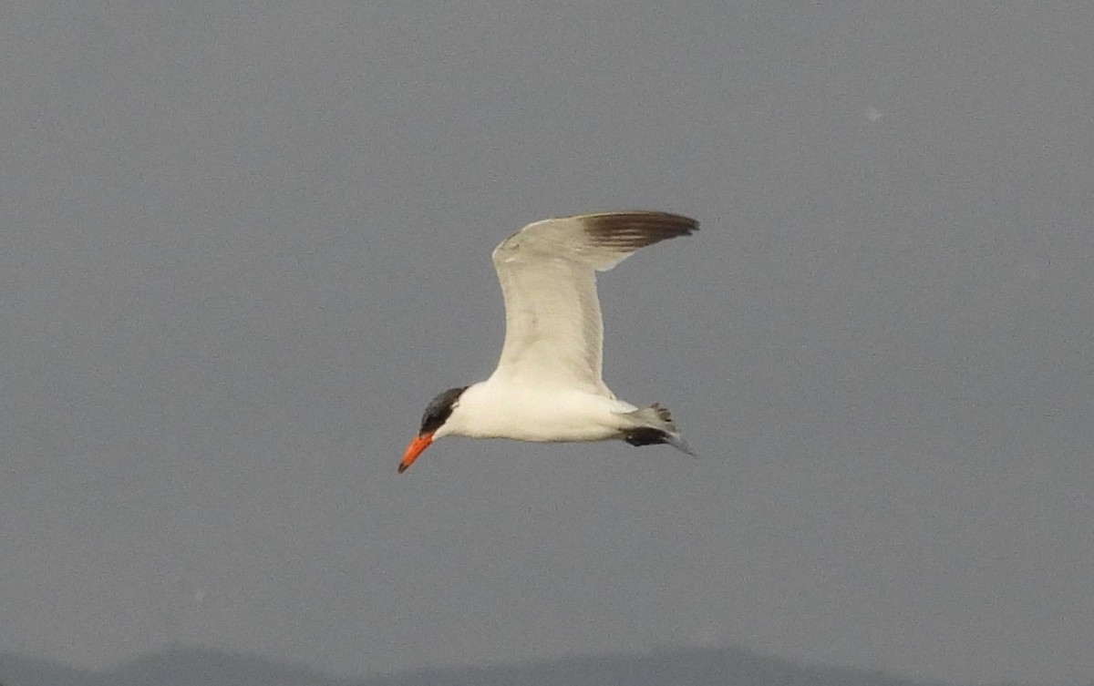 Sterne caspienne - ML646849132