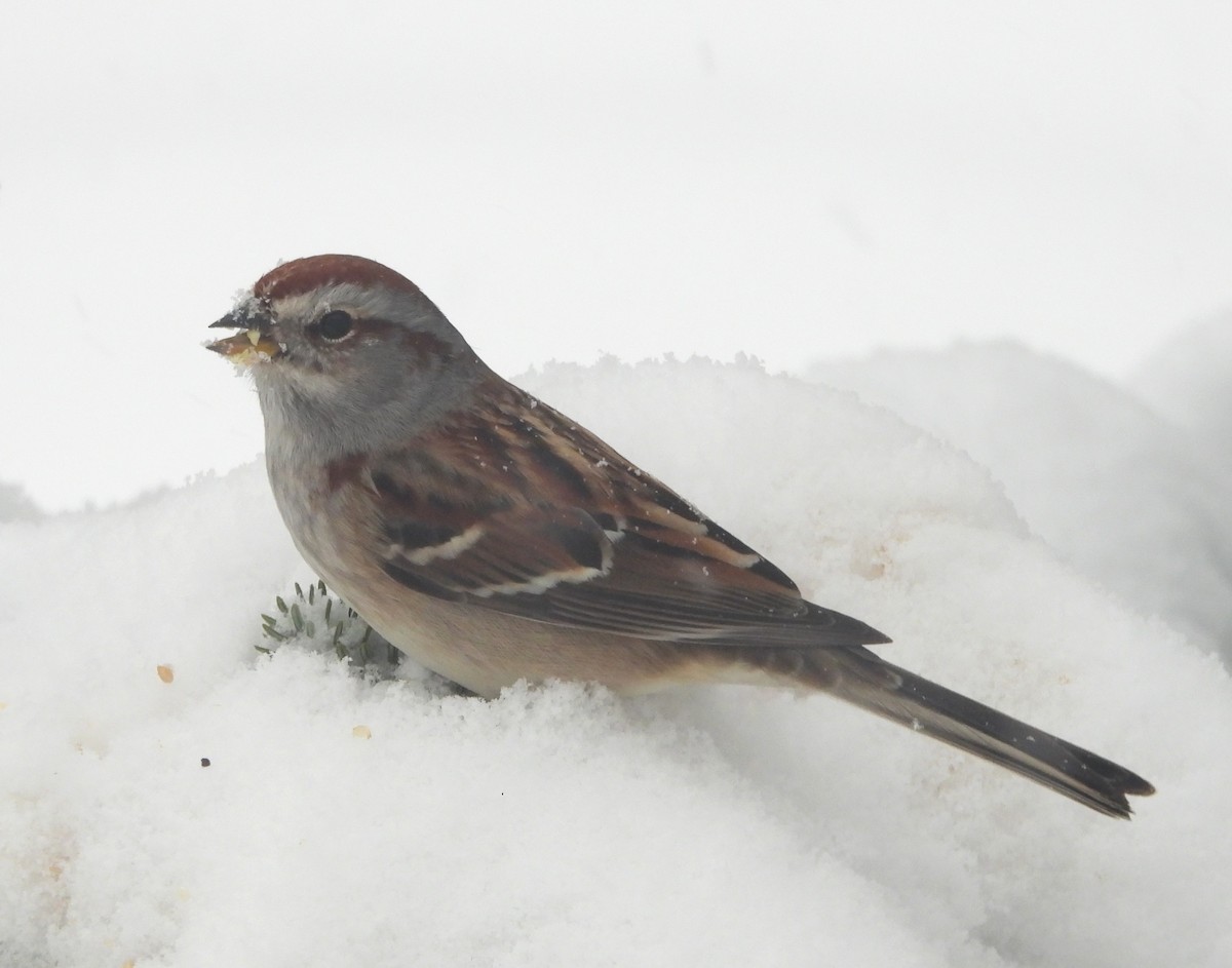 Bruant hudsonien - ML646849140