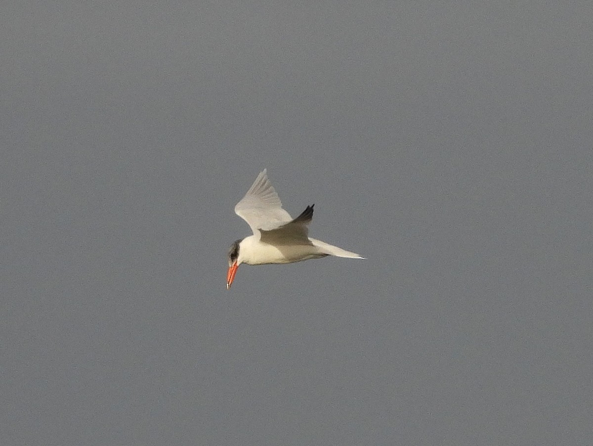 Sterne caspienne - ML646849146