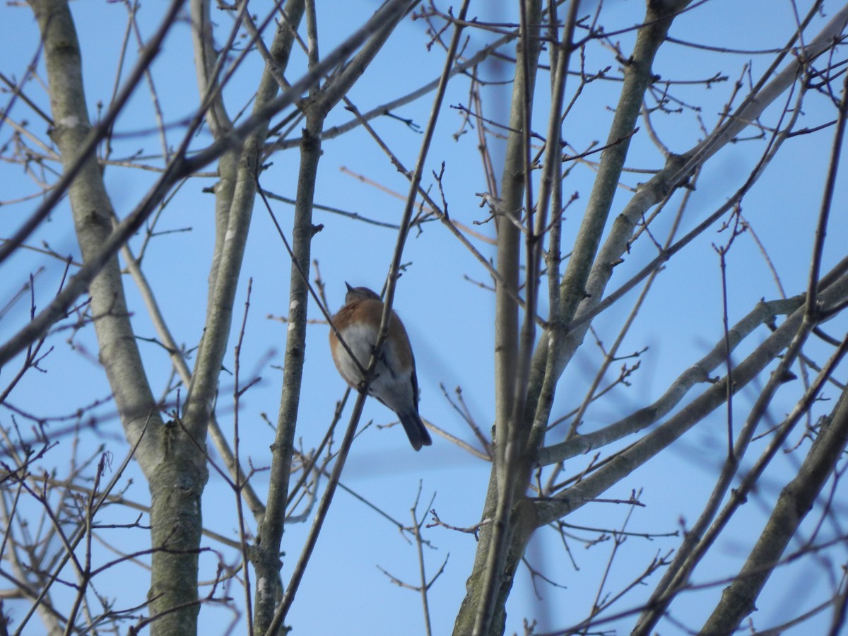 Merlebleu de l'Est - ML646849148