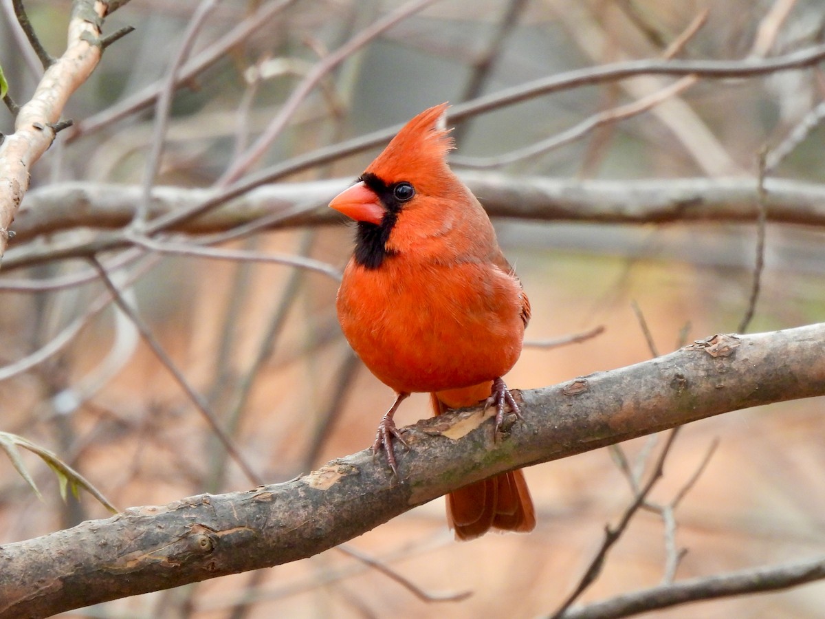 Cardinal rouge - ML646849149