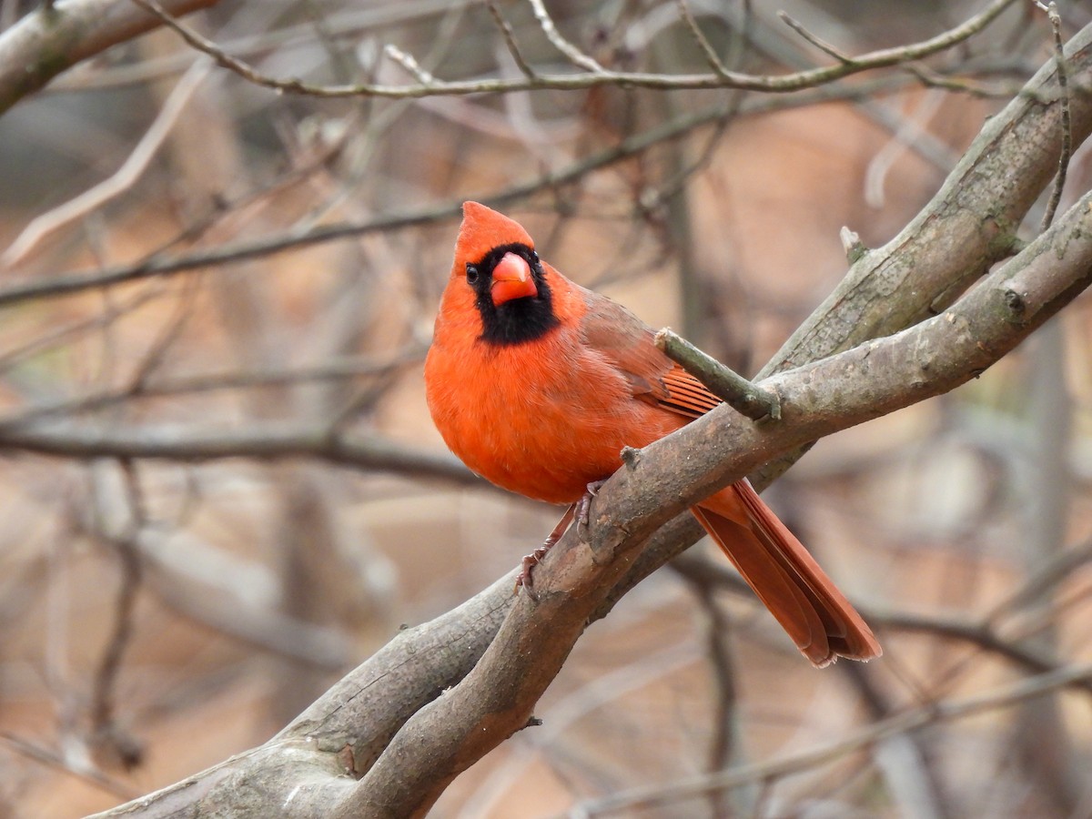 Cardinal rouge - ML646849150