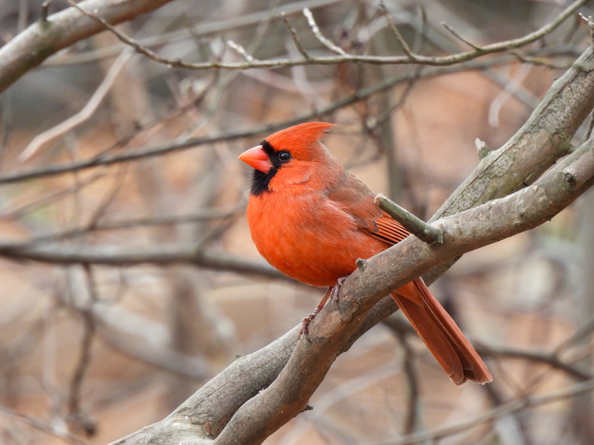 Cardinal rouge - ML646849151
