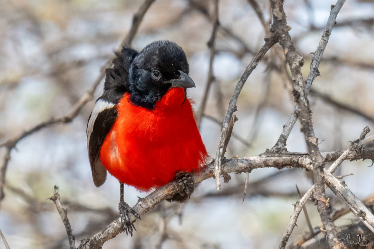 Gonolek rouge et noir - ML646849152