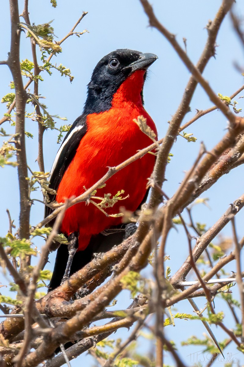 Gonolek rouge et noir - ML646849153