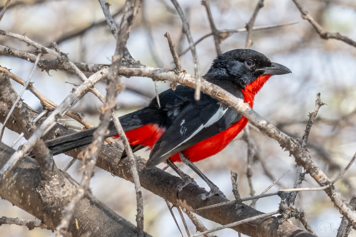 Гонолек червоноволий - ML646849154