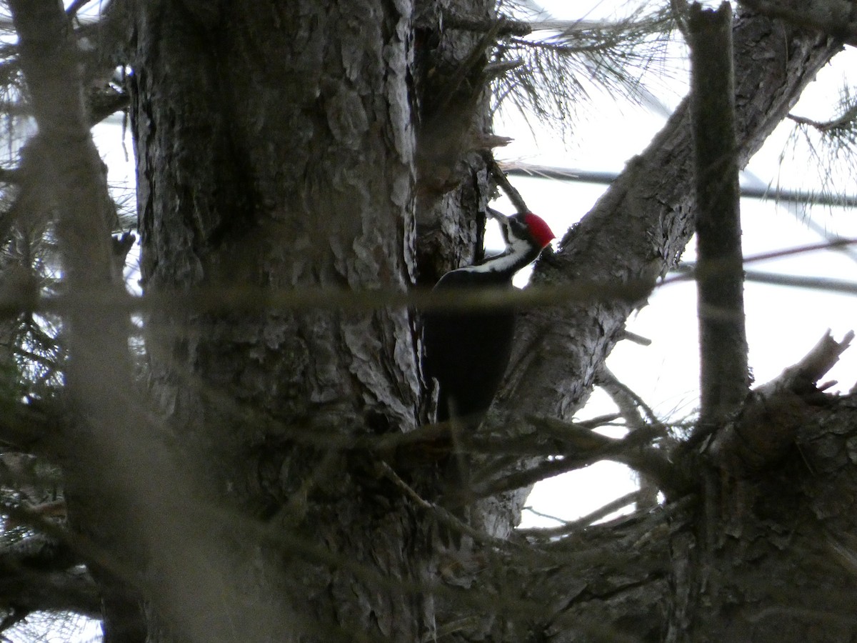 Grand Pic - ML646849155